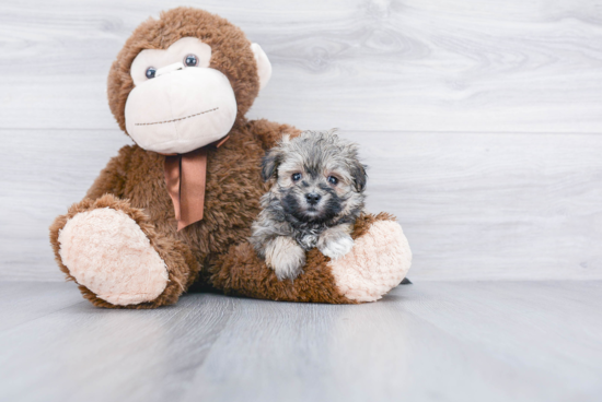 Hypoallergenic Maltepoo Poodle Mix Puppy