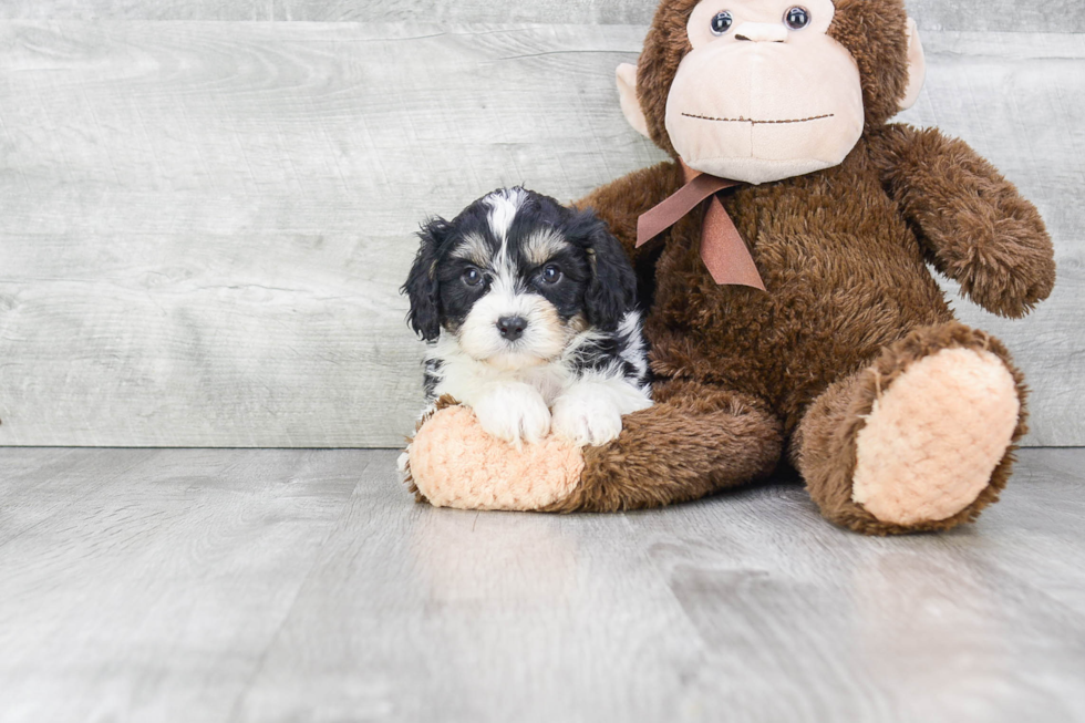 Hypoallergenic Cavalier Designer Puppy