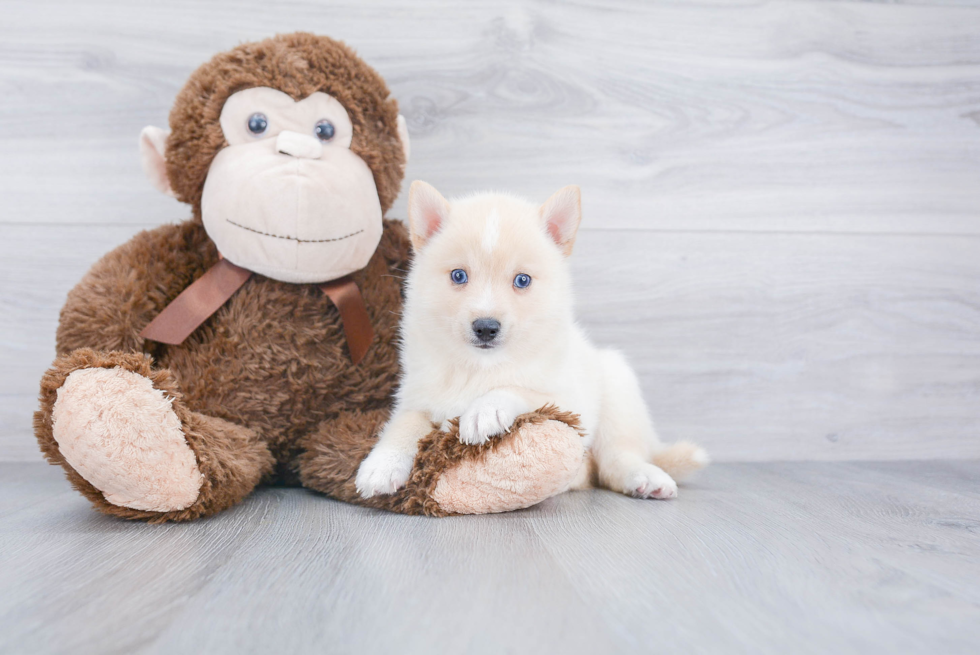 Smart Pomsky Designer Pup