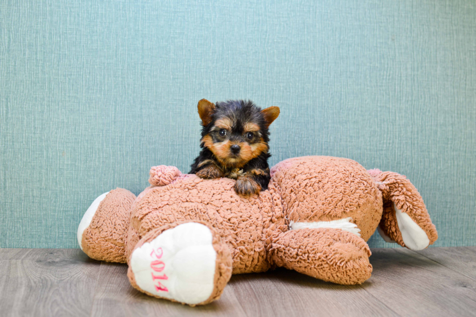 Meet Little Bambino  - our Yorkshire Terrier Puppy Photo 