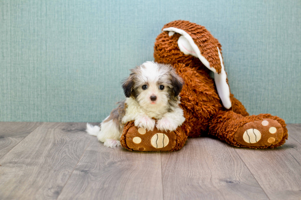 Popular Havanese Purebred Pup