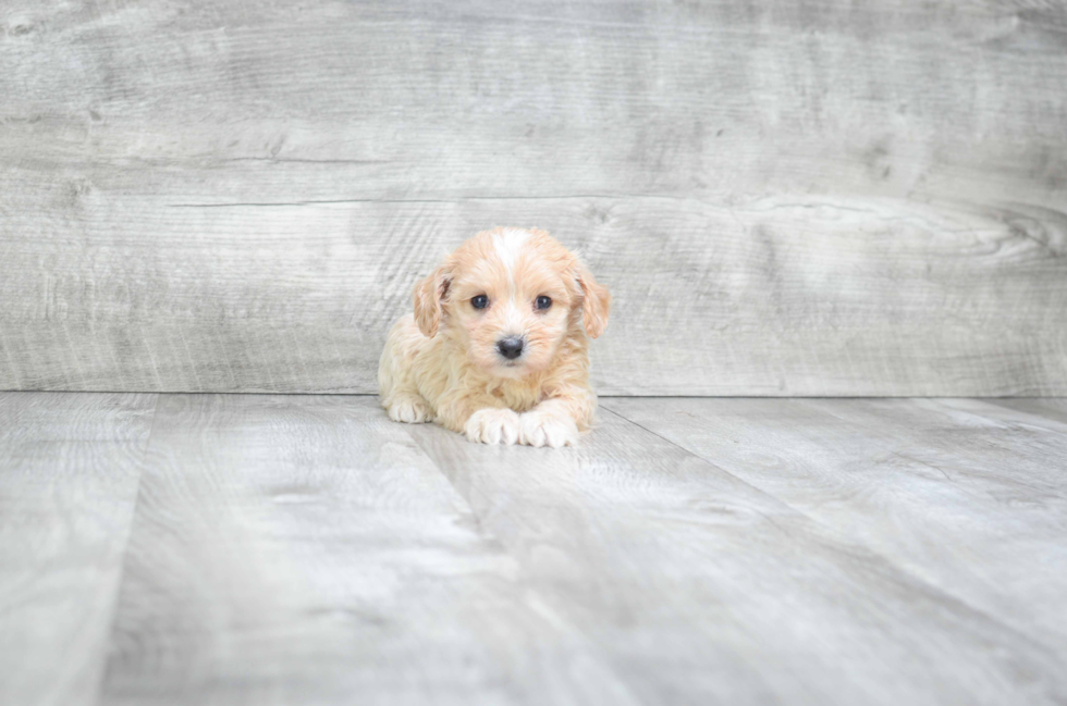 Cavapoo Pup Being Cute