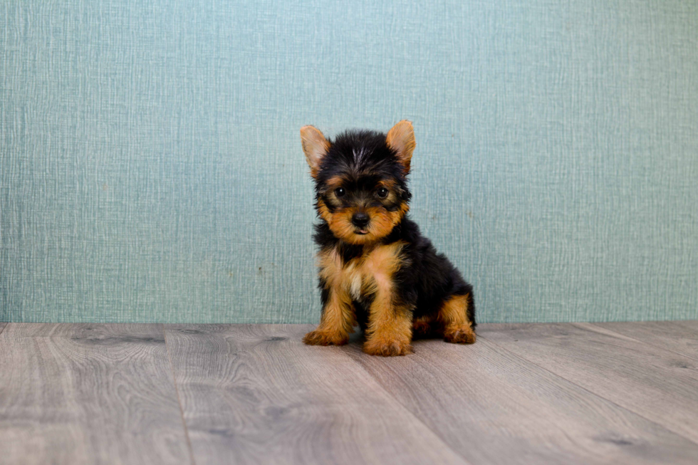 Meet Avery - our Yorkshire Terrier Puppy Photo 