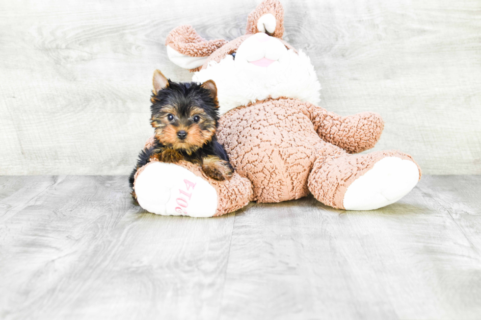 Meet Twinkle - our Yorkshire Terrier Puppy Photo 