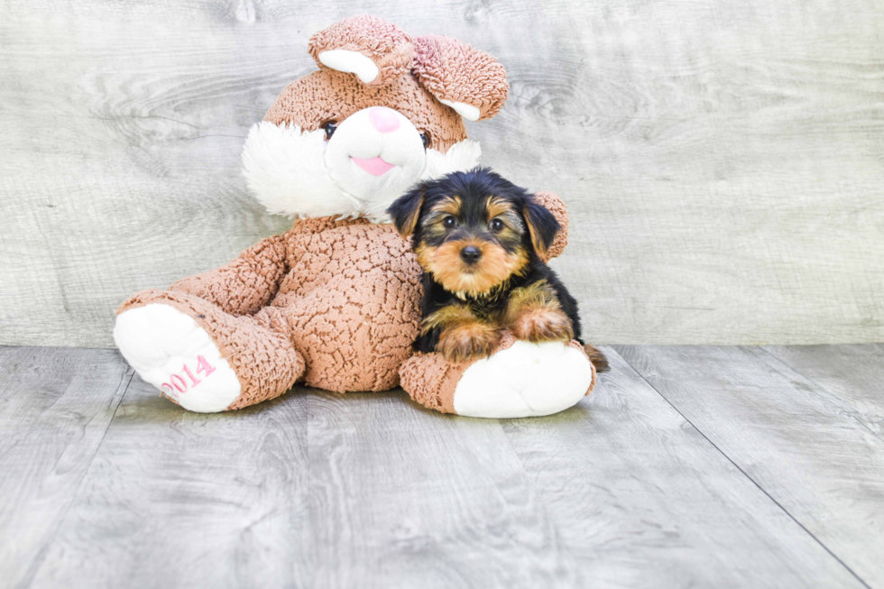 Meet Jeremy - our Yorkshire Terrier Puppy Photo 