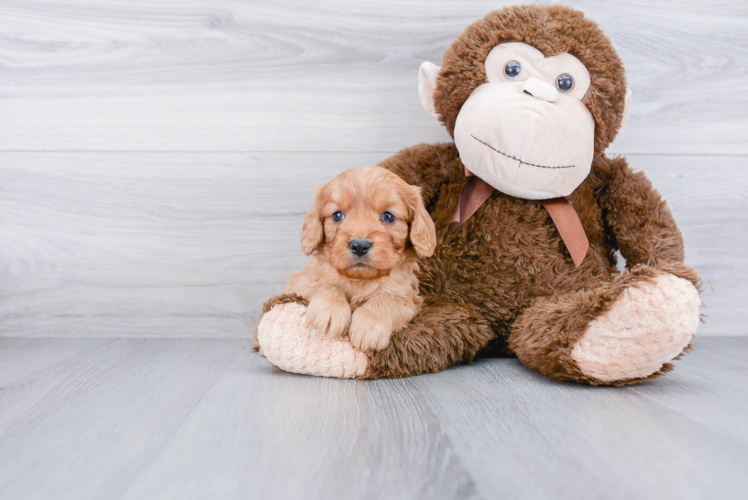 Hypoallergenic Cavoodle Poodle Mix Puppy