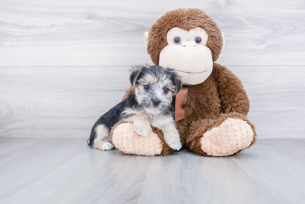 Cute Morkie Baby