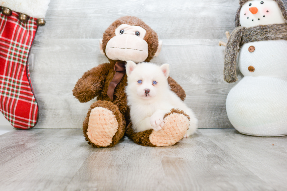 Pomsky Puppy for Adoption