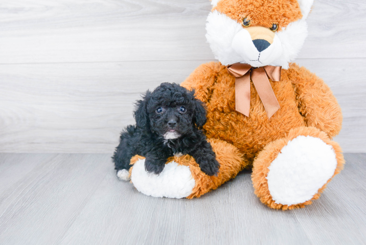 Poodle Pup Being Cute