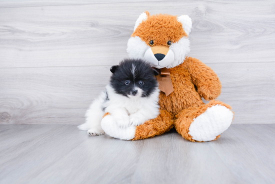 Cute Pomeranian Purebred Puppy