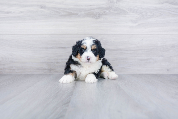 Sweet Mini Bernedoodle Baby