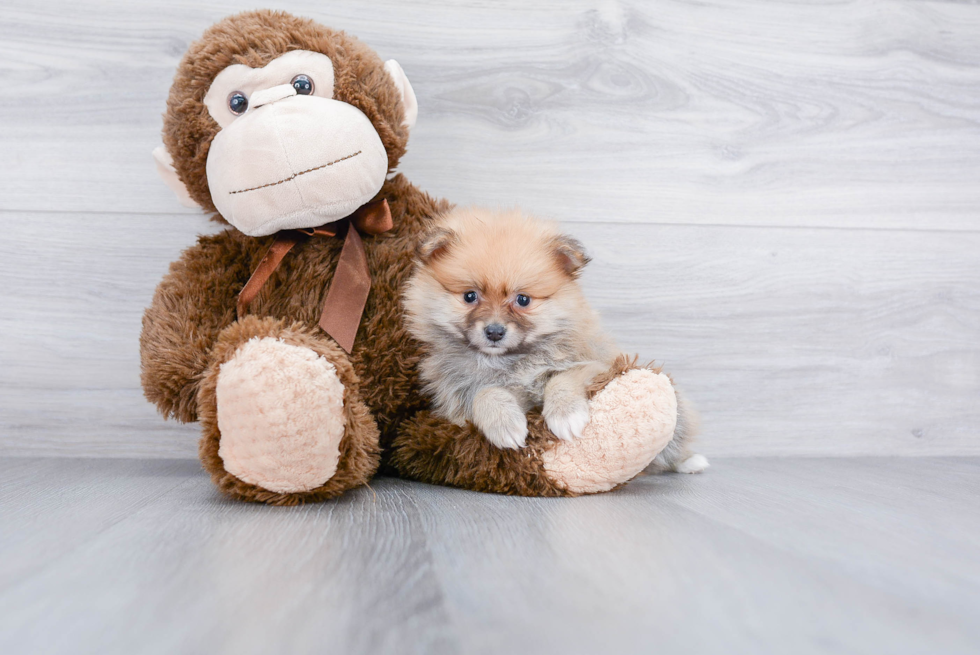 Petite Pomeranian Purebred Puppy