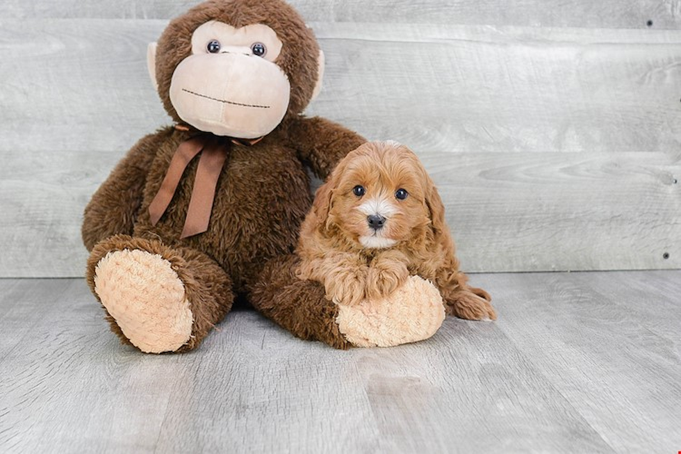 Playful Cavoodle Poodle Mix Puppy