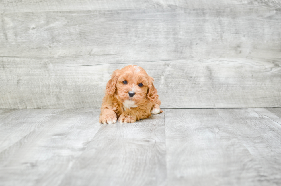 Playful Cavoodle Poodle Mix Puppy