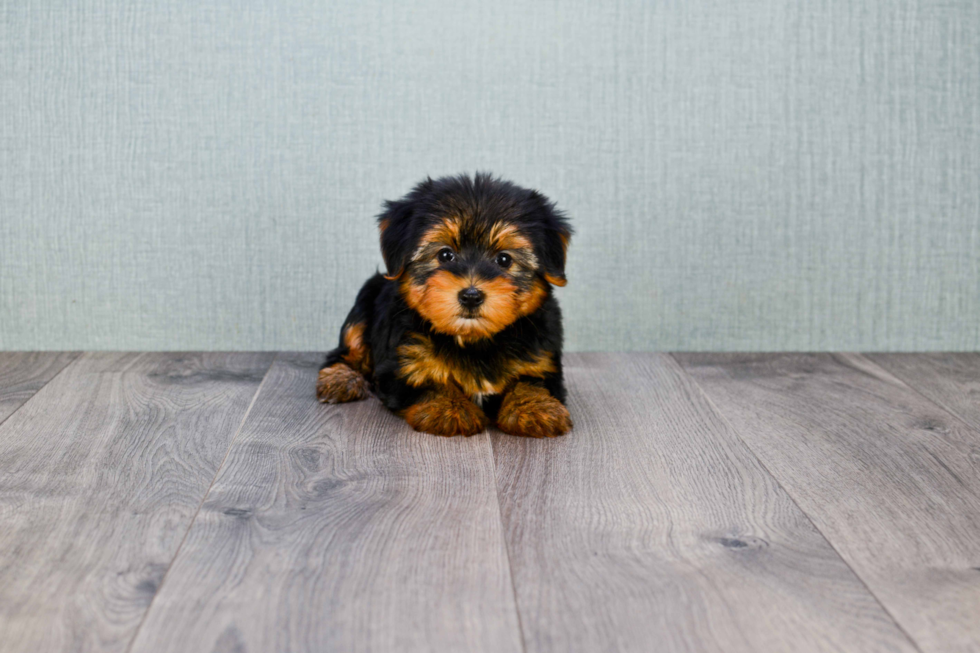 Meet Timmy - our Yorkshire Terrier Puppy Photo 