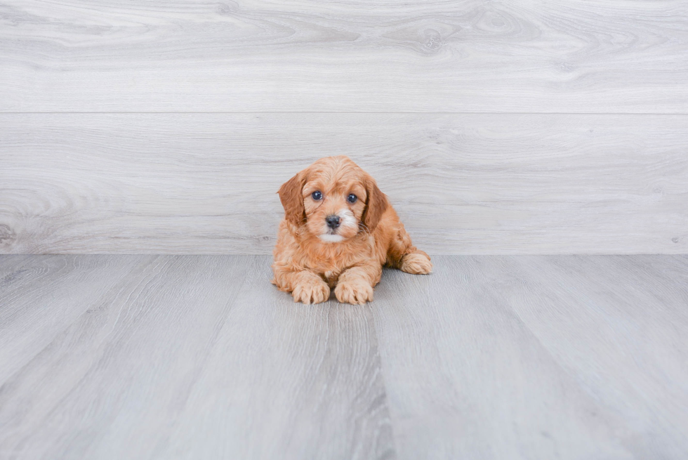 Happy Cavapoo Baby