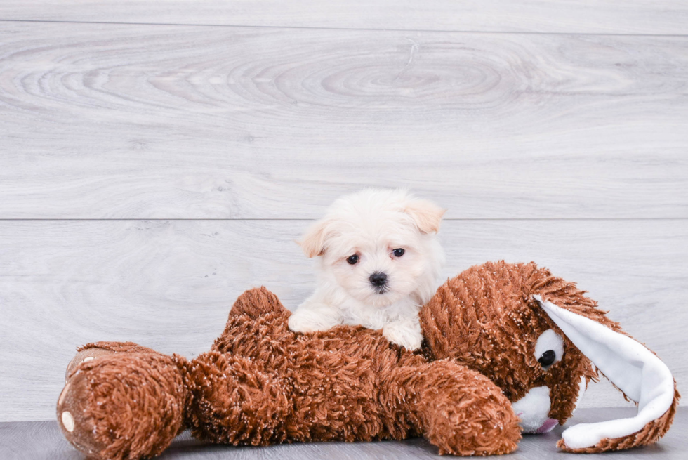 Funny Maltipoo Poodle Mix Pup