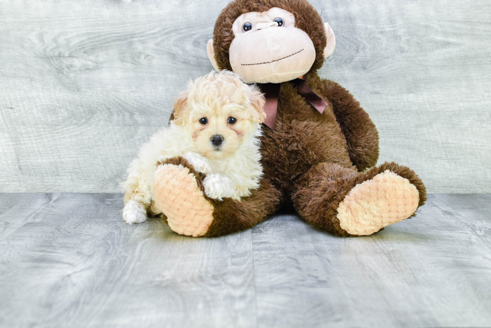 Sweet Maltipoo Baby