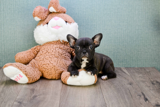 French Bulldog Pup Being Cute