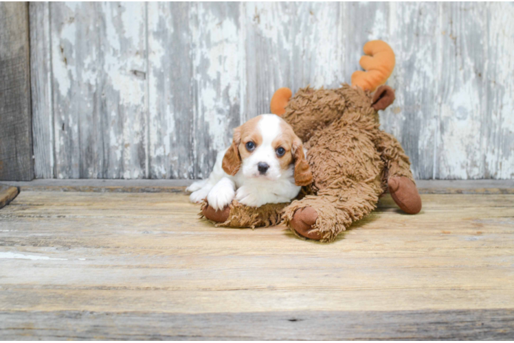 Akc Registered Cavalier King Charles Spaniel Baby