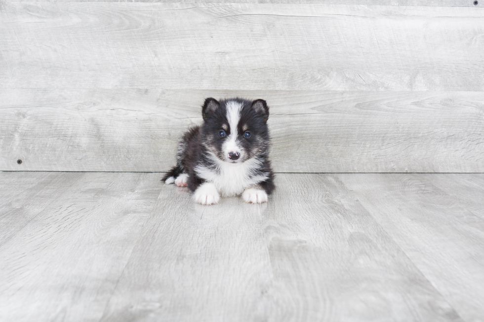 Petite Pomsky Designer Pup