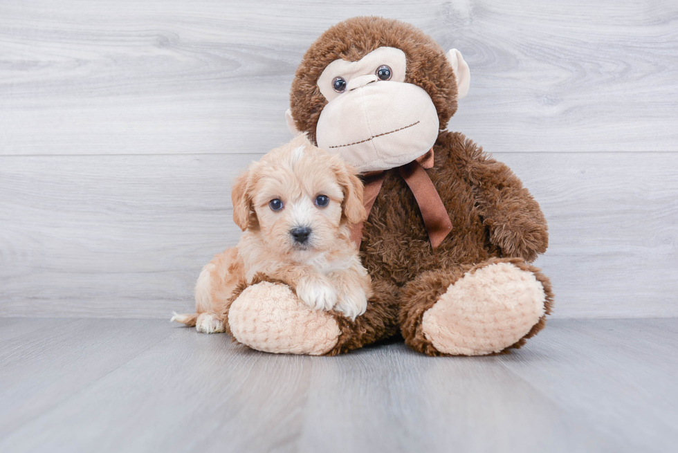 Cavachon Pup Being Cute