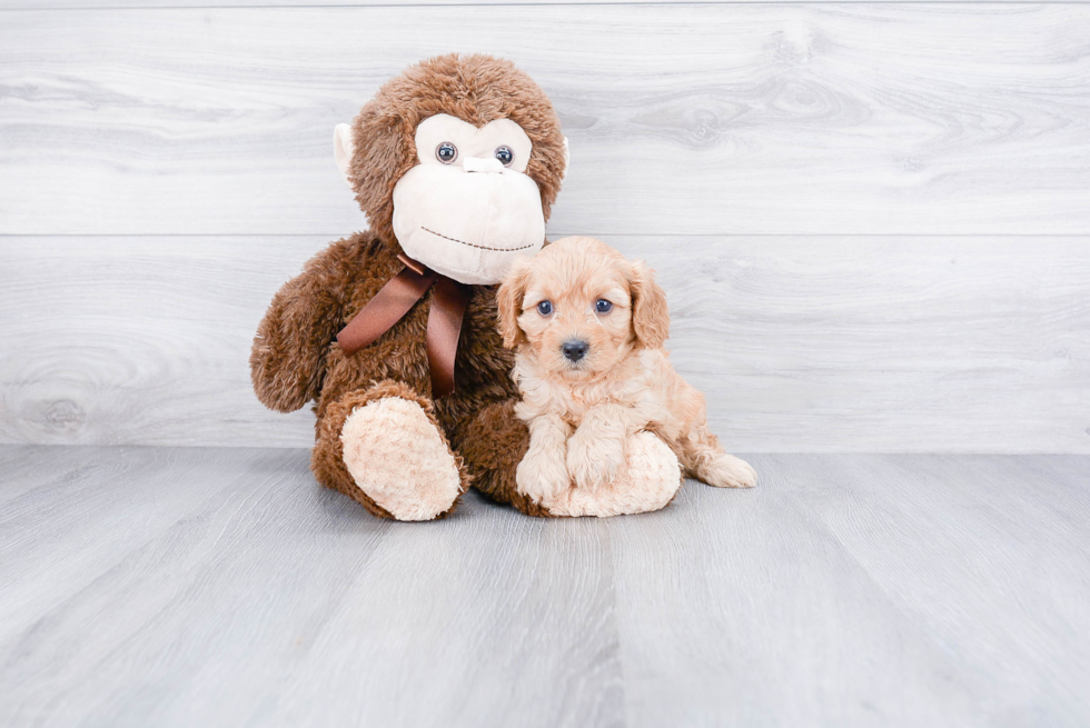 Small Cavapoo Baby