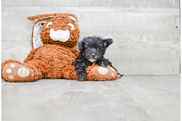 Morkie Pup Being Cute