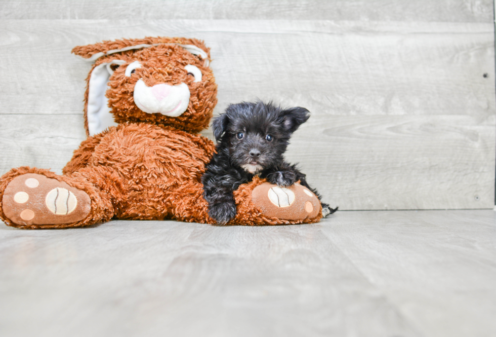 Morkie Pup Being Cute