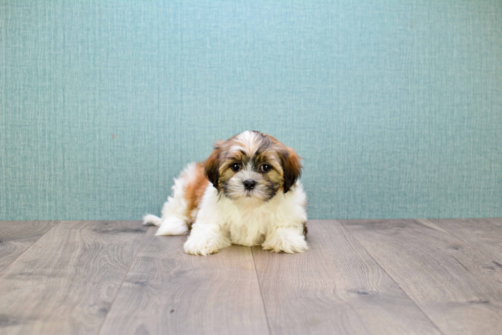 Teddy Bear Pup Being Cute