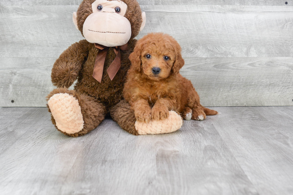 Small Mini Goldendoodle Baby