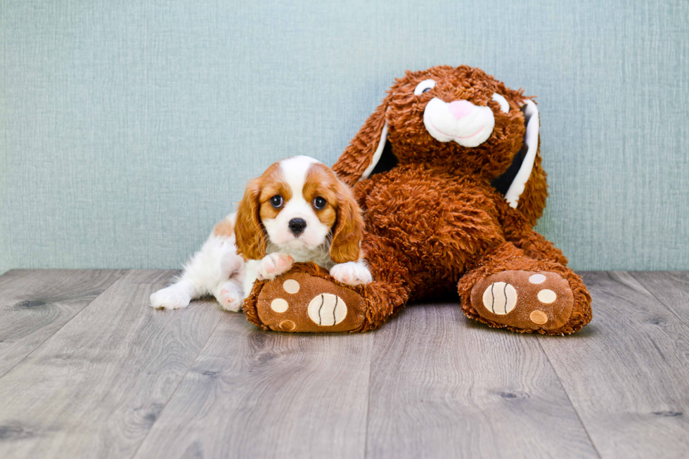 Cavalier King Charles Spaniel Puppy for Adoption