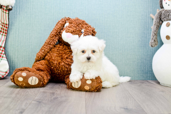 Friendly Bichon Frise Baby