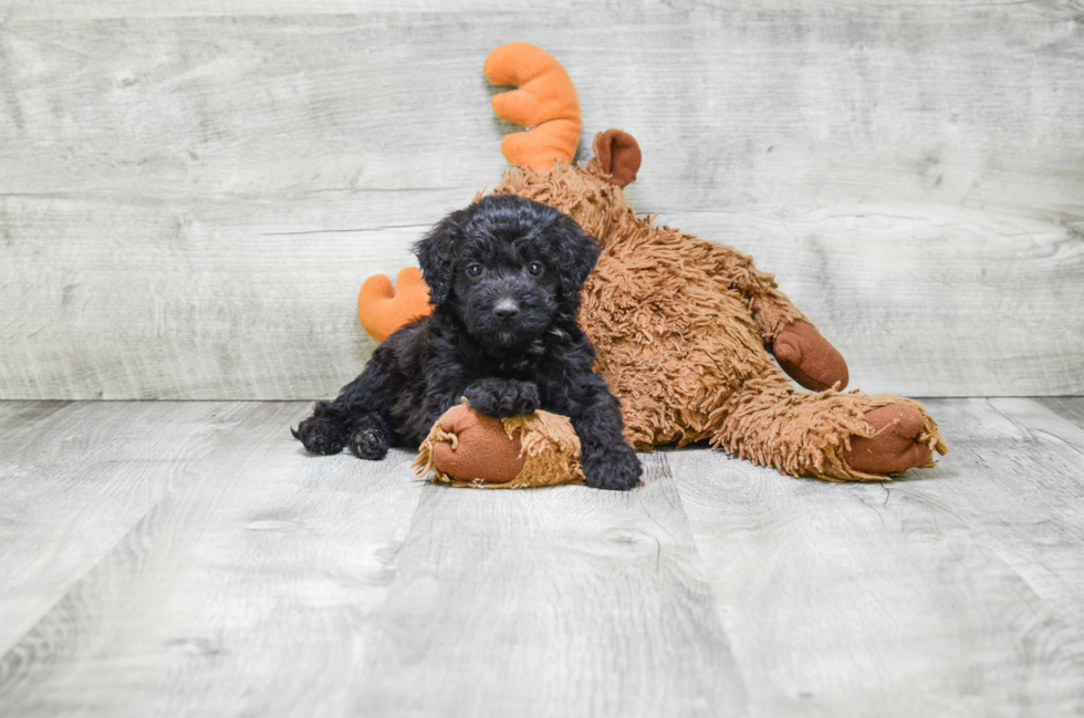 Best Mini Bernedoodle Baby