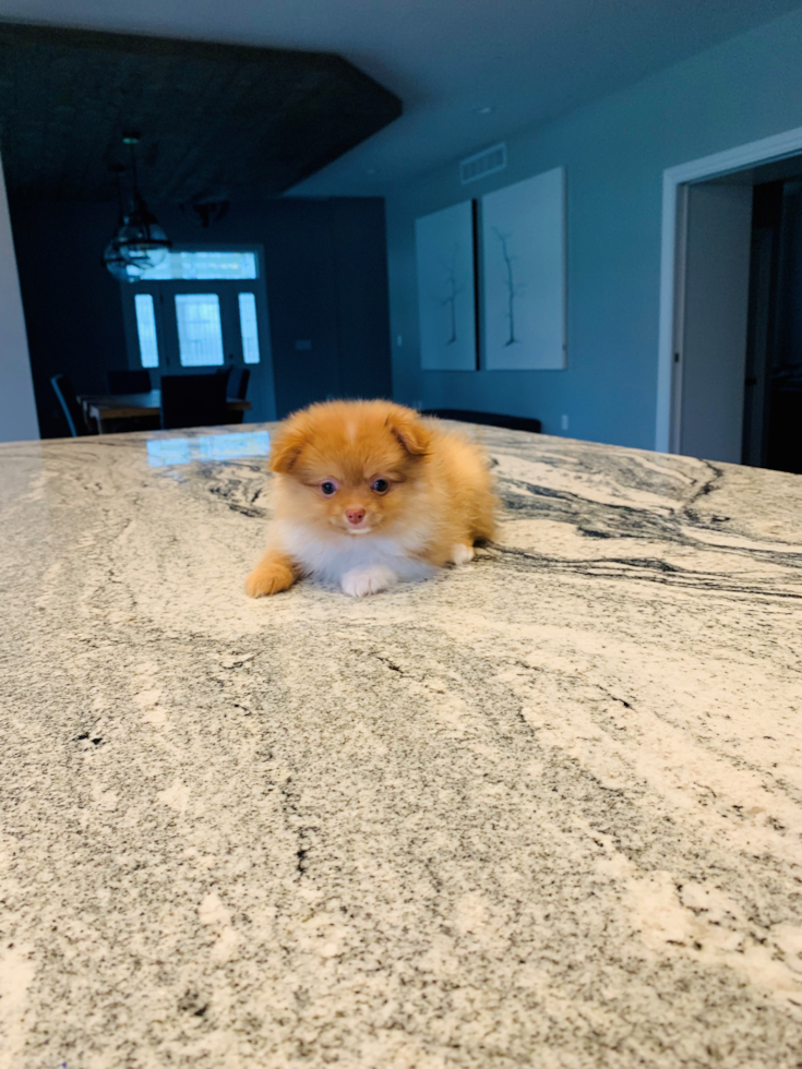 Smart Pomeranian Purebred Puppy