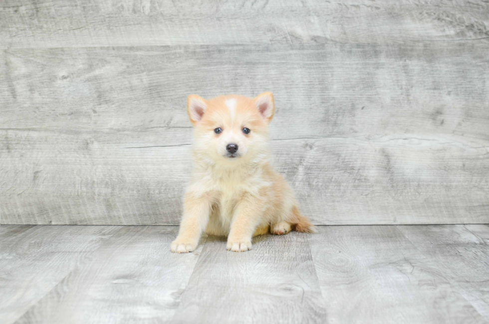 Pomsky Puppy for Adoption