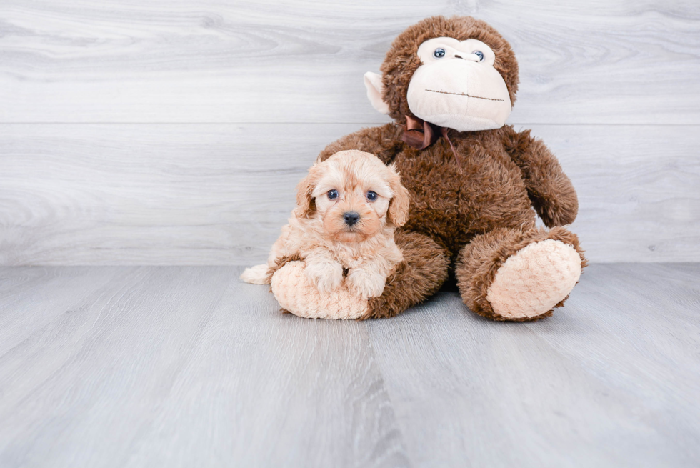 Little Cavoodle Poodle Mix Puppy