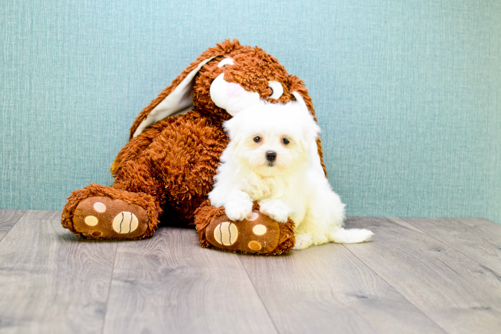 Best Maltese Baby