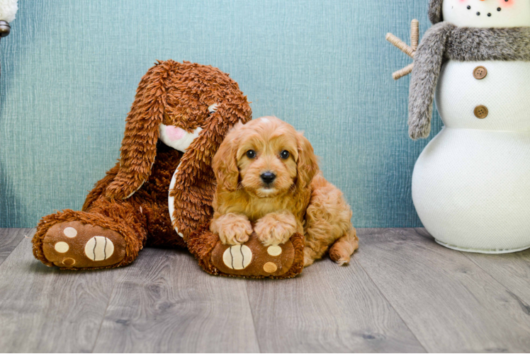 Playful Cavoodle Poodle Mix Puppy