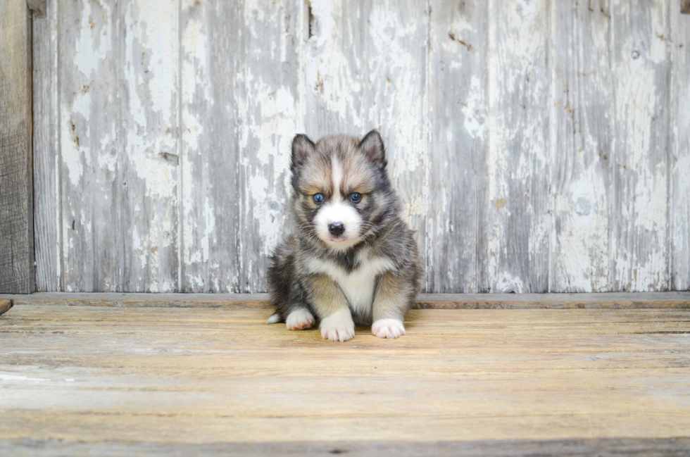 Little Mini Husky Designer Puppy