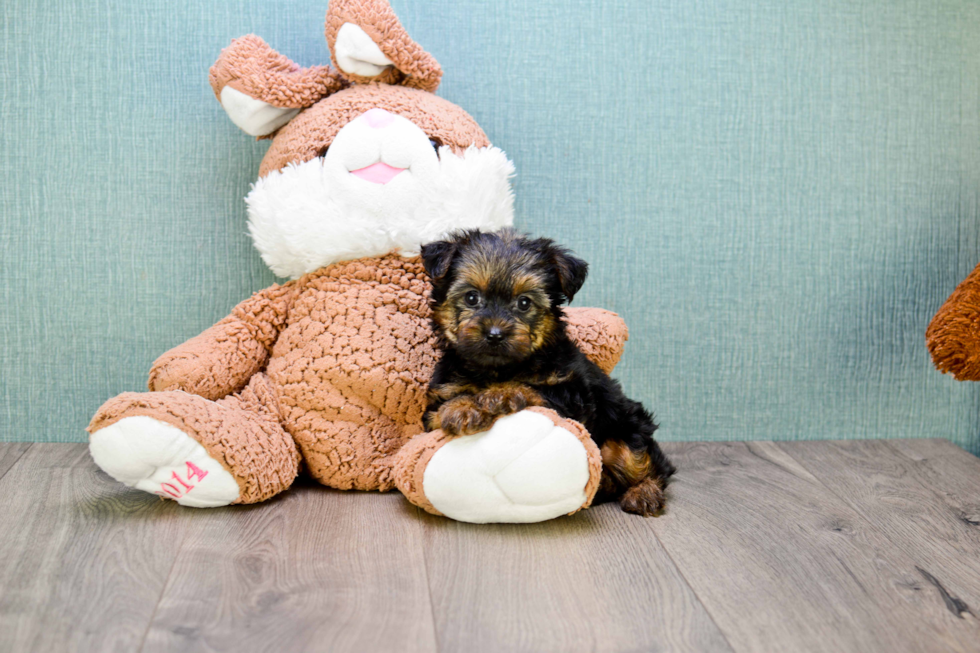 Meet Zoro - our Yorkshire Terrier Puppy Photo 