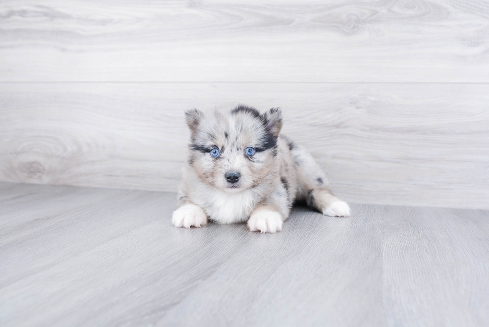 Funny Pomsky Designer Pup