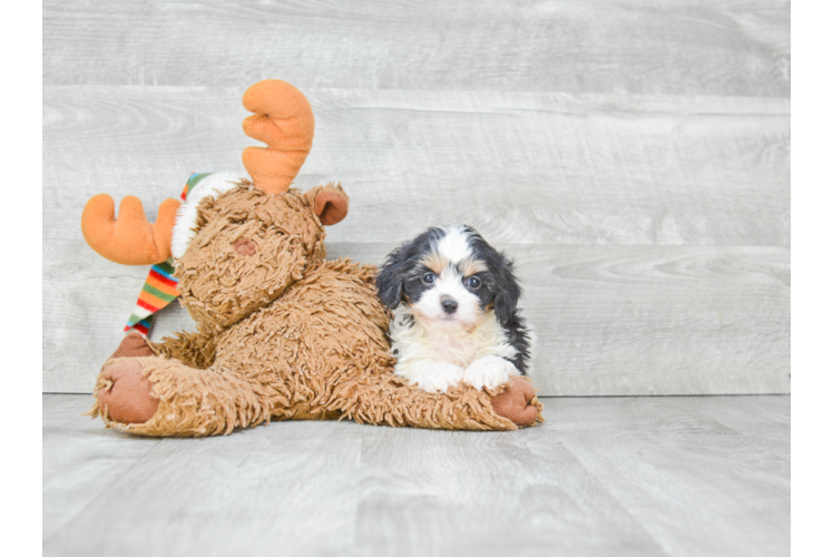 Happy Cavachon Baby