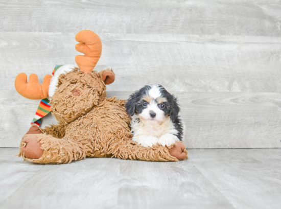 Happy Cavachon Baby