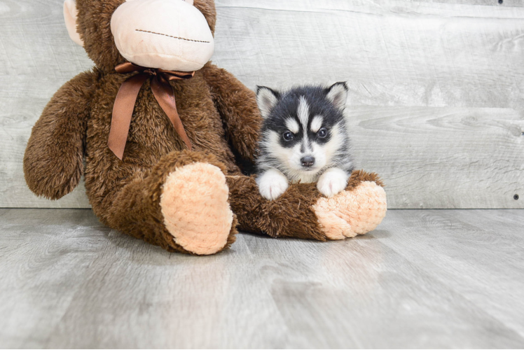 Sweet Pomsky Baby