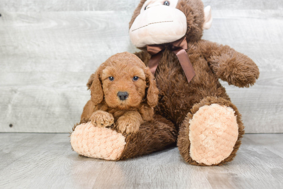 Hypoallergenic Golden Retriever Poodle Mix Puppy