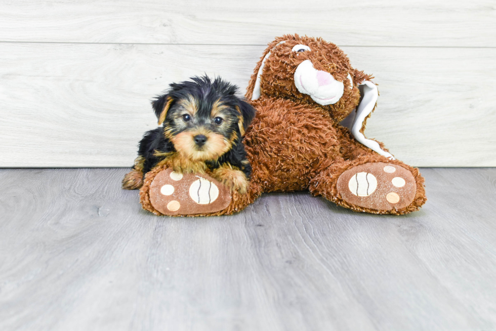 Meet Snickers - our Yorkshire Terrier Puppy Photo 