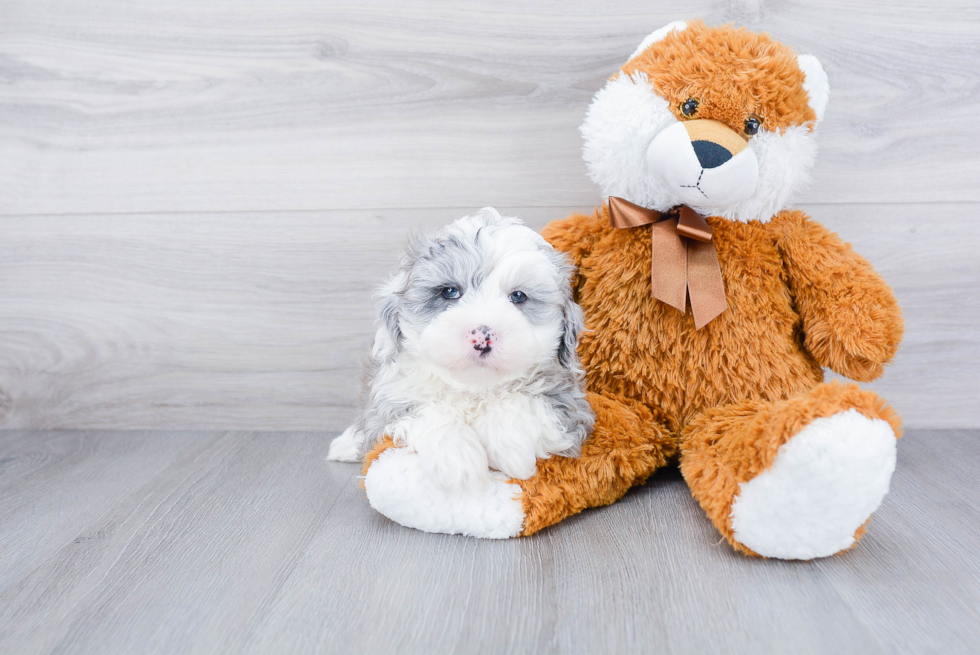 Mini Sheepadoodle Puppy for Adoption