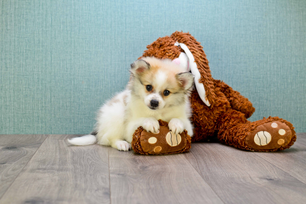 Pomeranian Puppy for Adoption