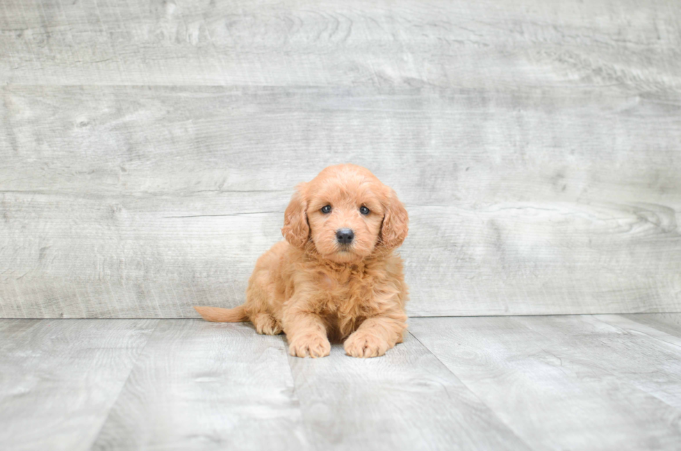 Small Mini Goldendoodle Baby